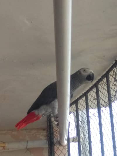 African grey male