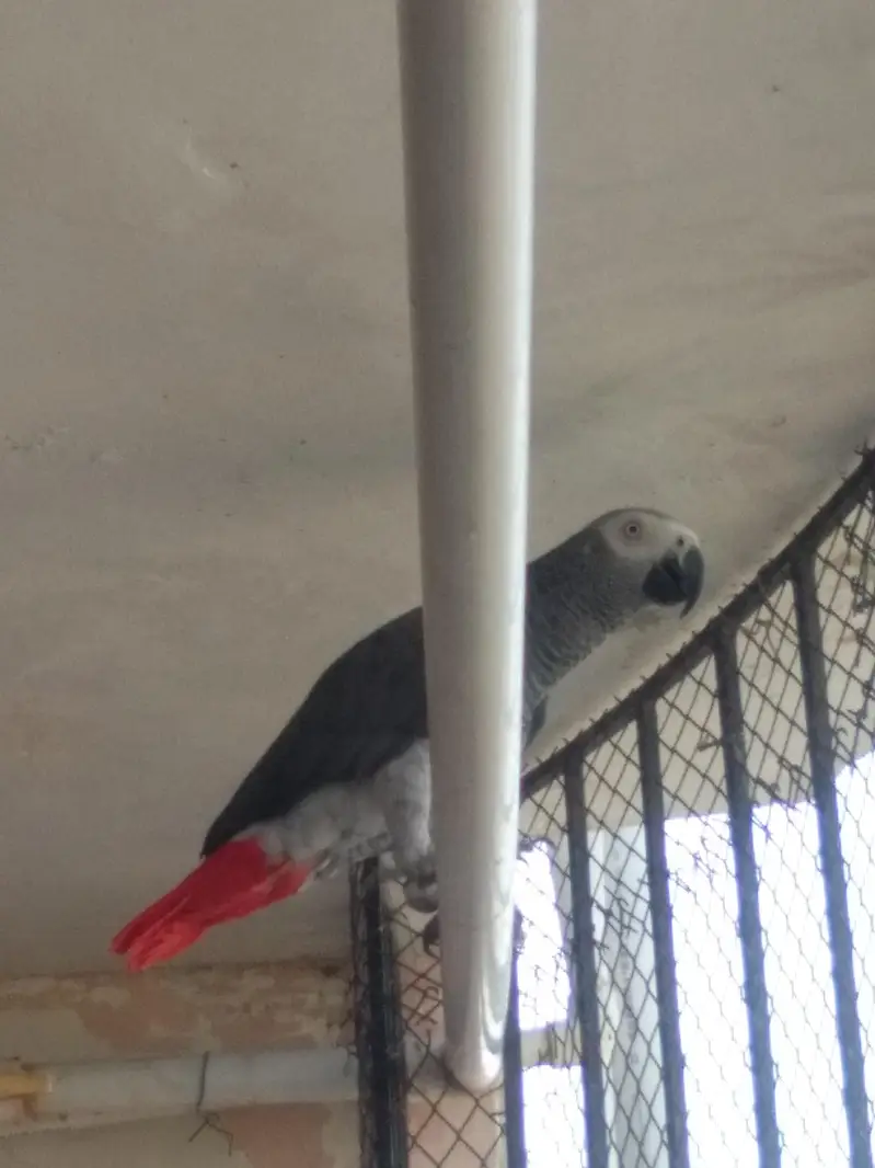 African grey mate  — photo 3