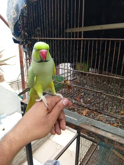 Green ringneck