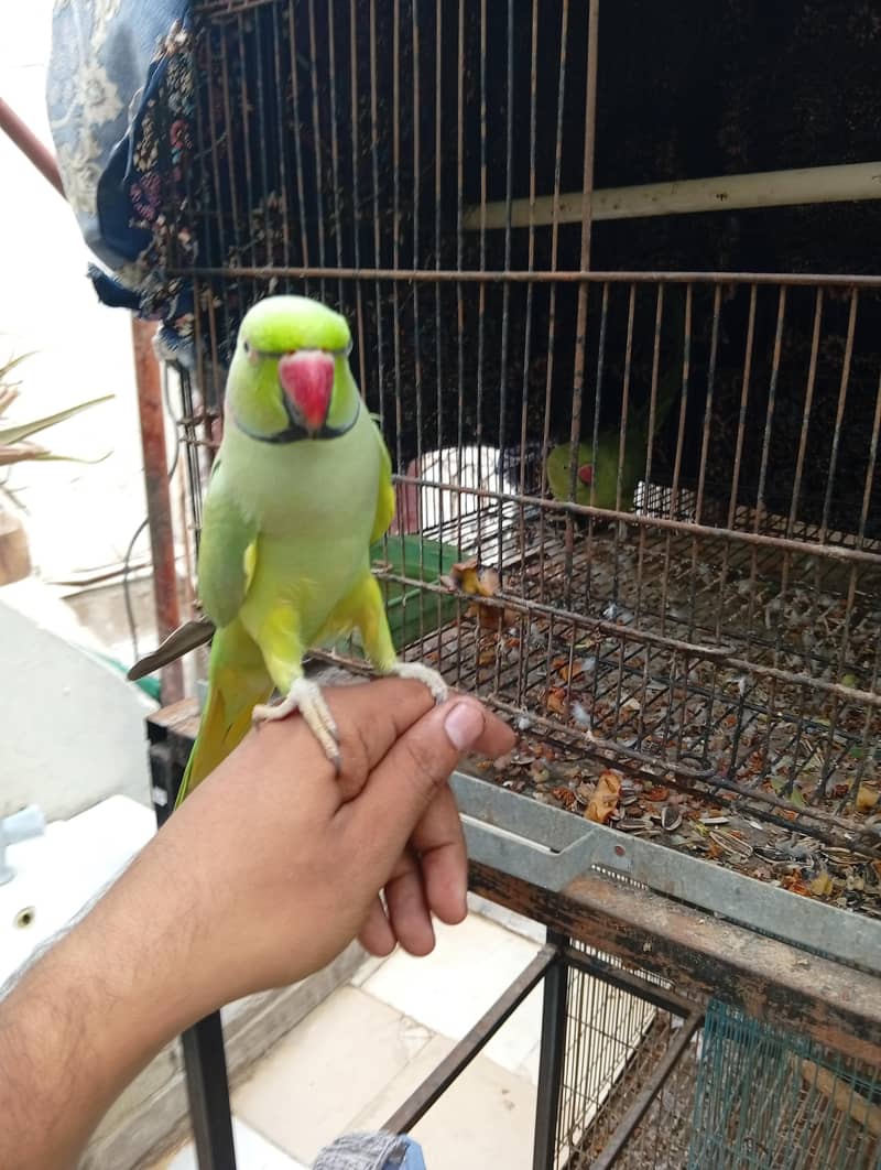 Green ringneck 0