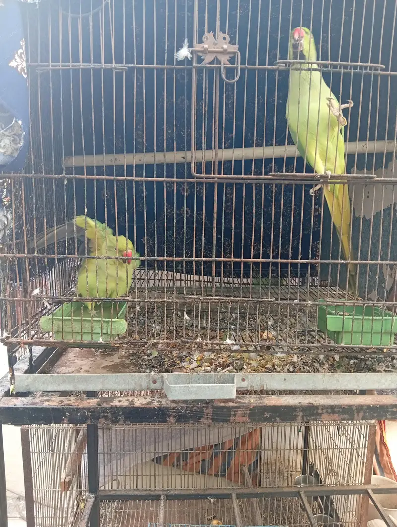 Green ringneck — photo 2
