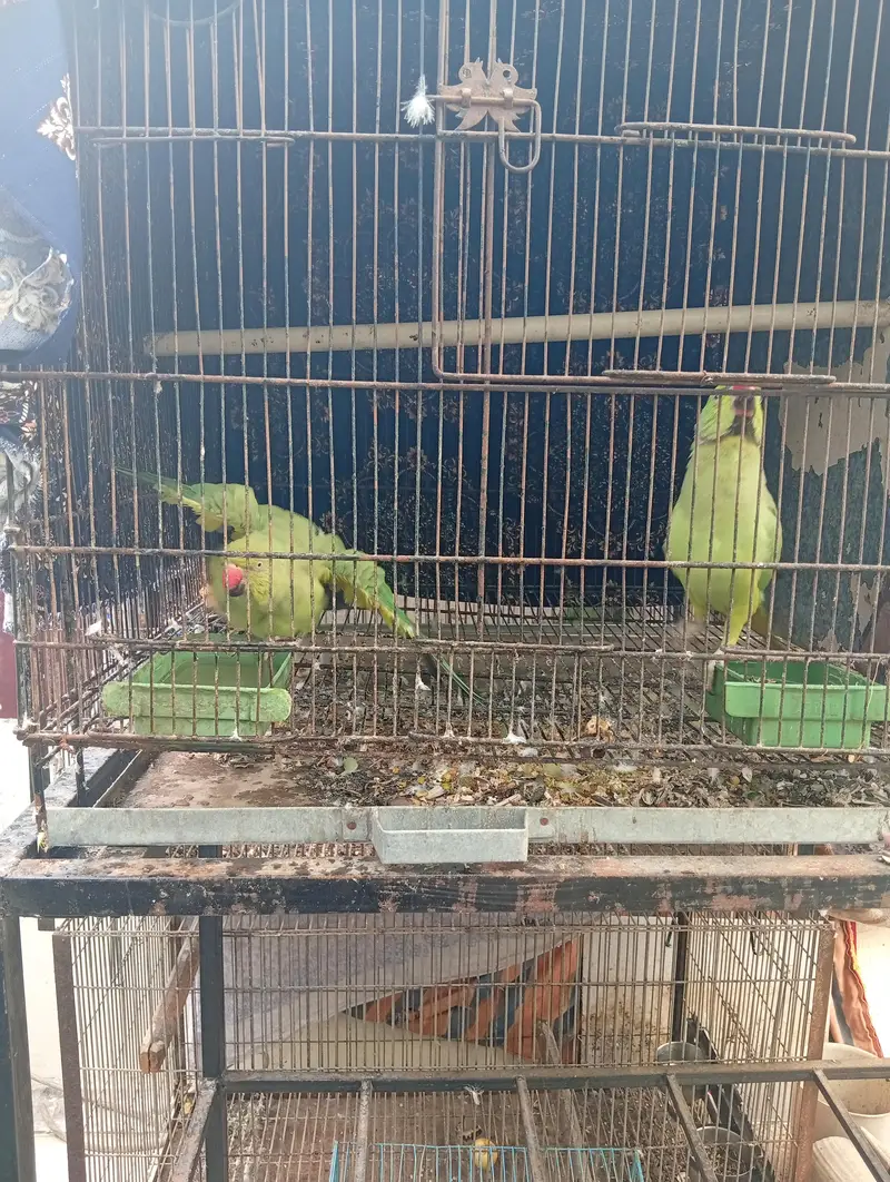 Green ringneck — photo 3