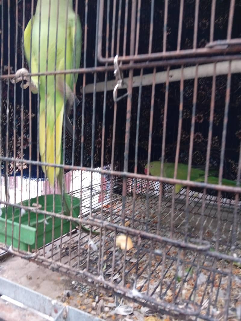 Green ringneck 3