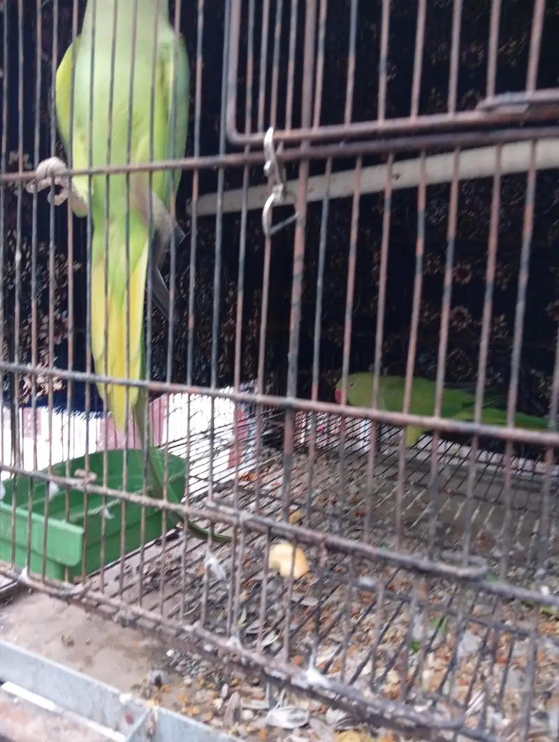 Green ringneck — photo 4