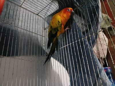 Sun Conure