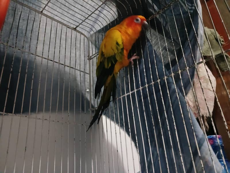 Sun Conure 0