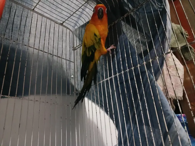 Sun Conure — photo 2