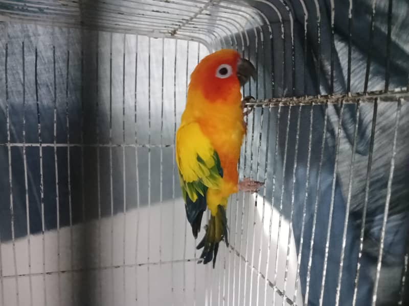 Sun Conure 2