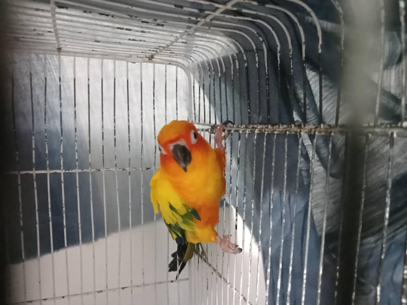 Sun Conure 3