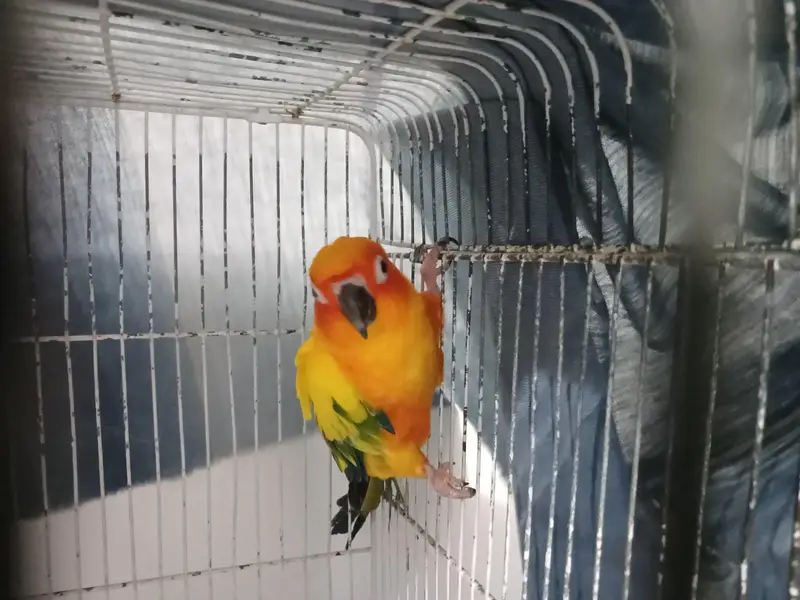 Sun Conure — photo 4