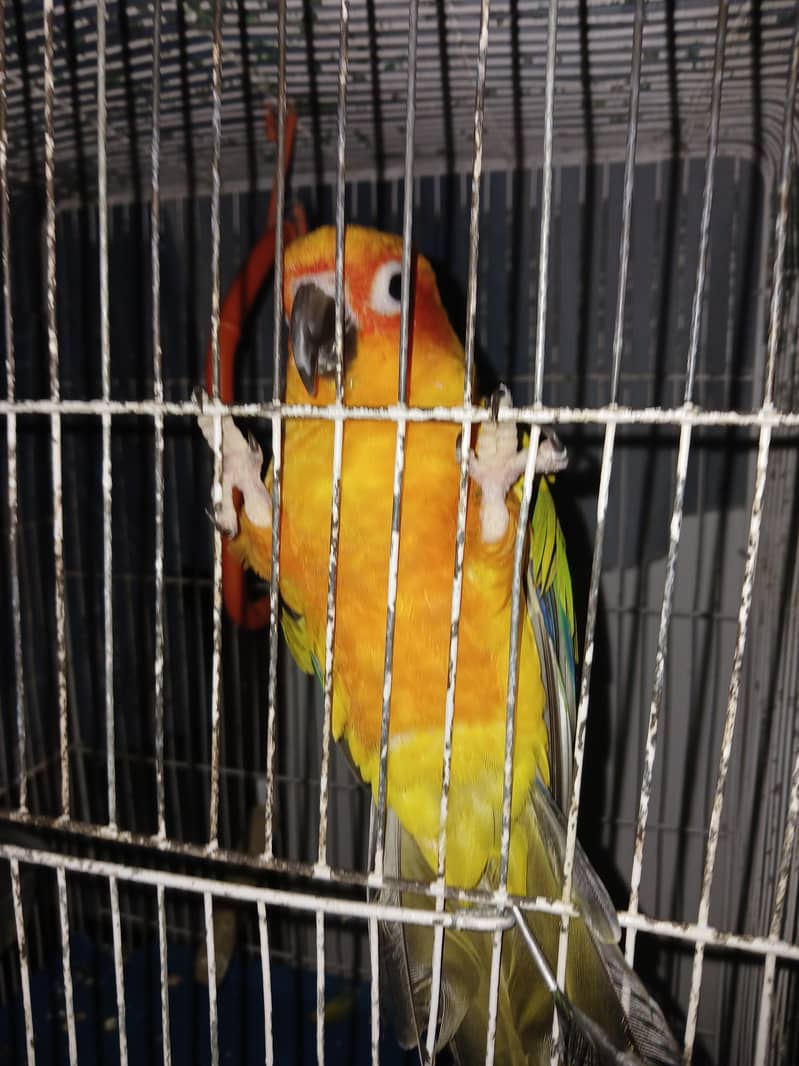 Sun Conure 4