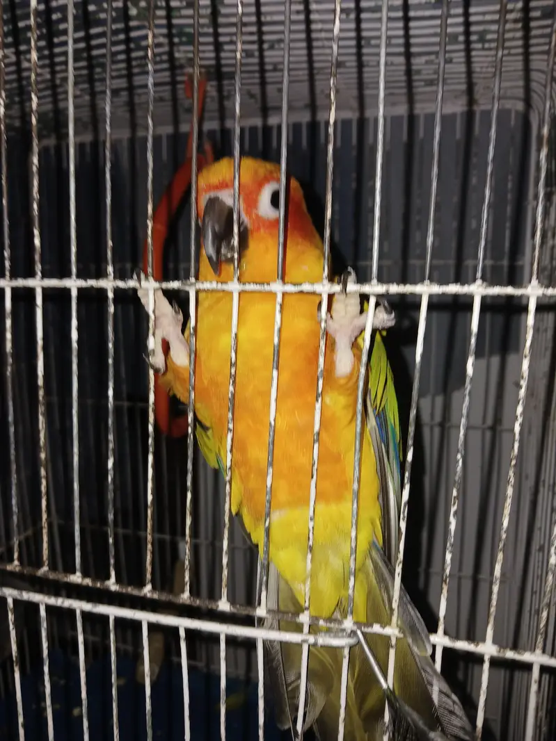Sun Conure — photo 5