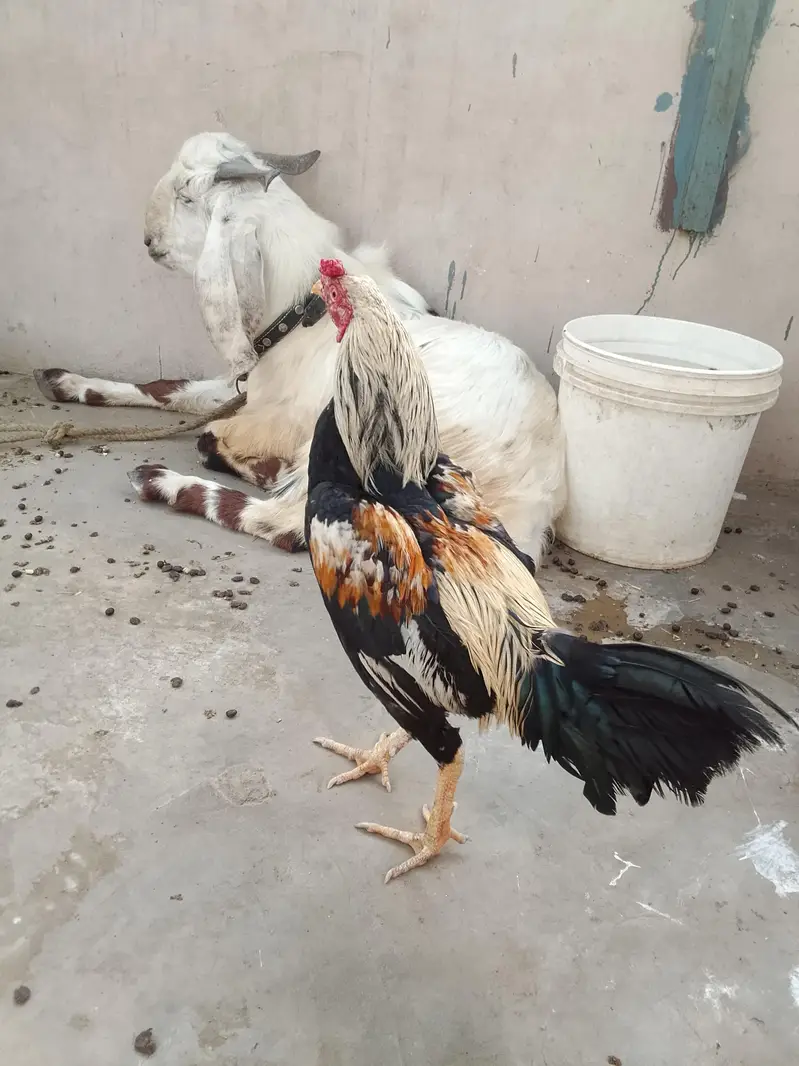 aseel murgha — photo 12
