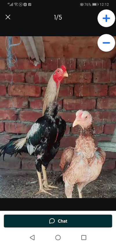 Mianwali aseel chicks Pure breed