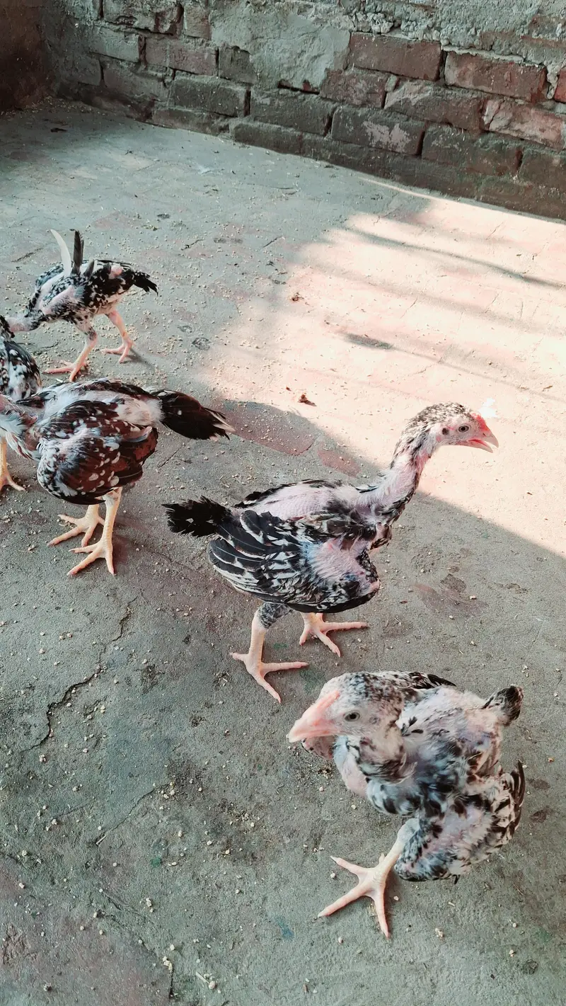 Mianwali aseel chicks Pure breed — photo 2