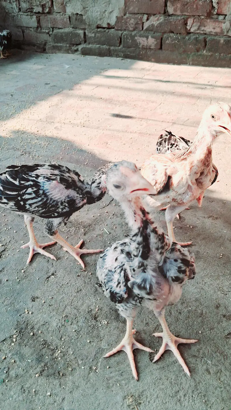 Mianwali aseel chicks Pure breed — photo 3