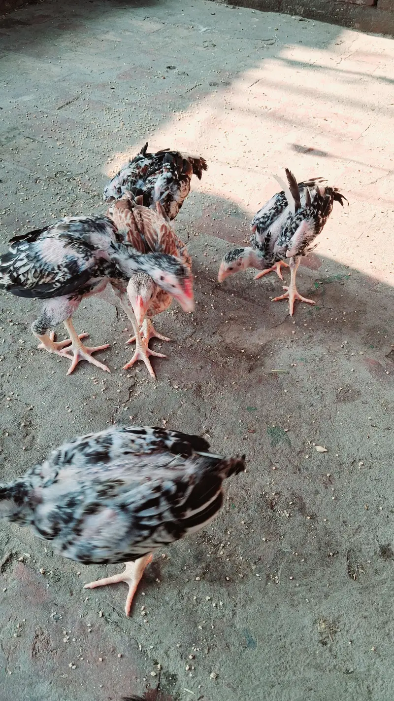 Mianwali aseel chicks Pure breed — photo 4