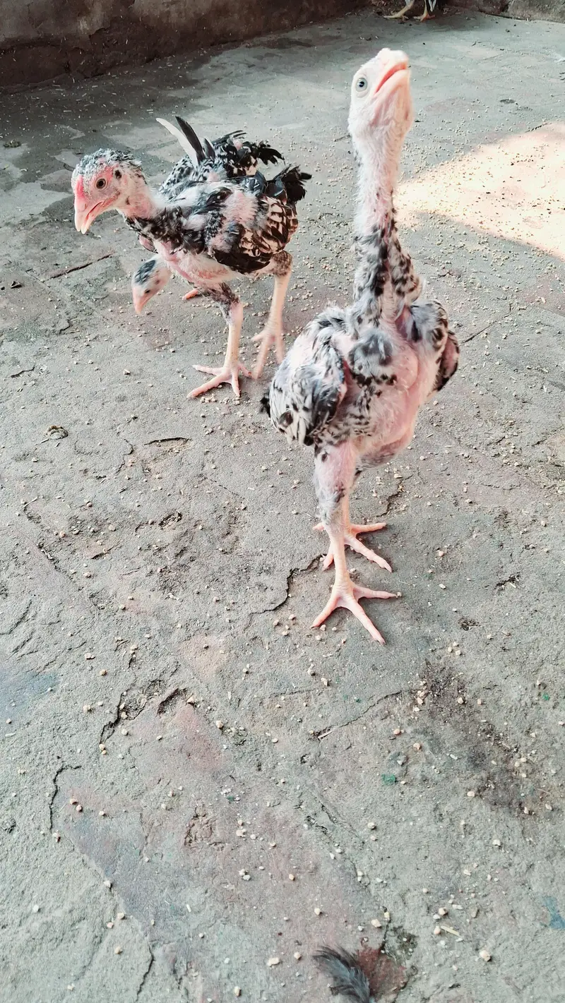 Mianwali aseel chicks Pure breed — photo 5