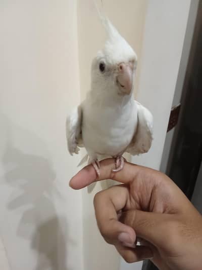 Hand Tamed Cockatail Eno
