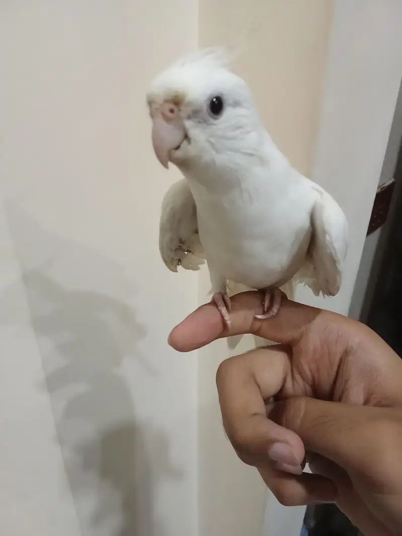 Hand Tamed Cockatail Eno — photo 2