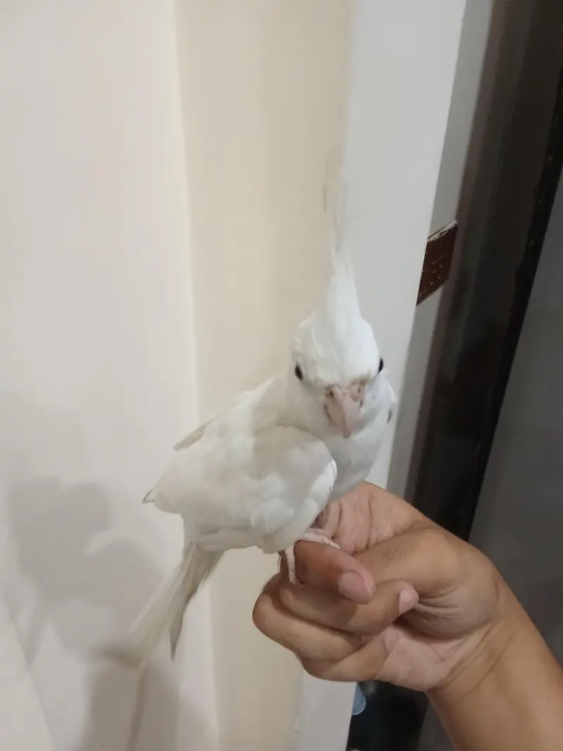 Hand Tamed Cockatail Eno — photo 3