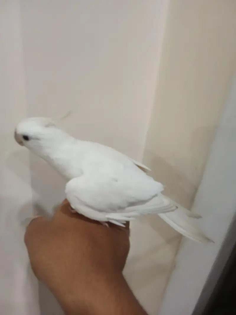 Hand Tamed Cockatail Eno — photo 4