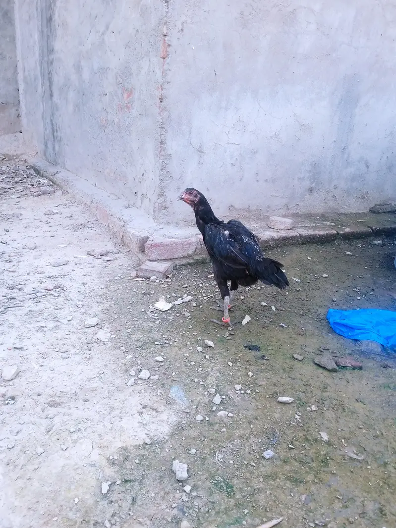 Thai female — photo 4