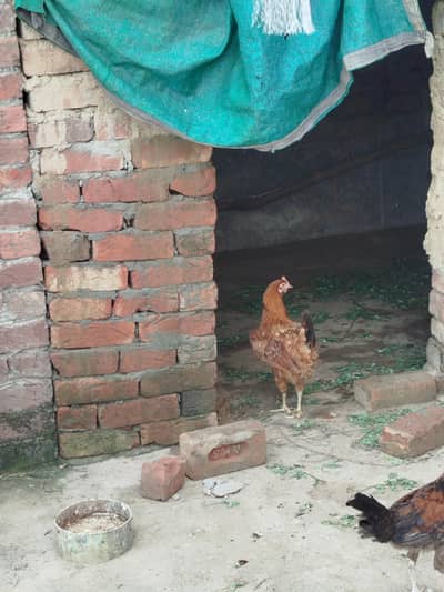 murgu