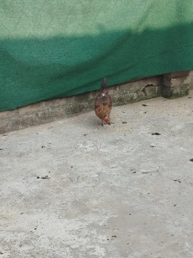 murgu — photo 2