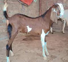 Bakra for sale