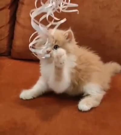 Persian kittens