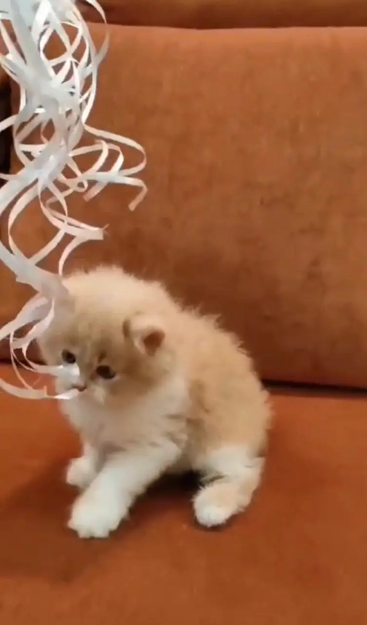 Persian kittens — photo 3