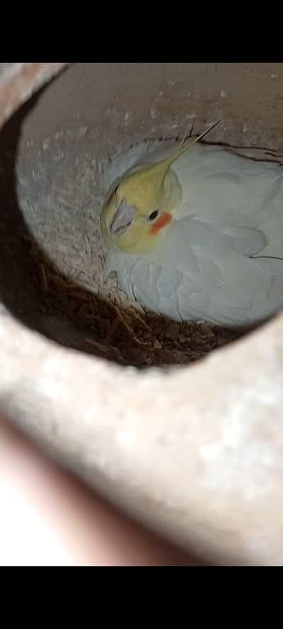 Cocktail Breeder Pair