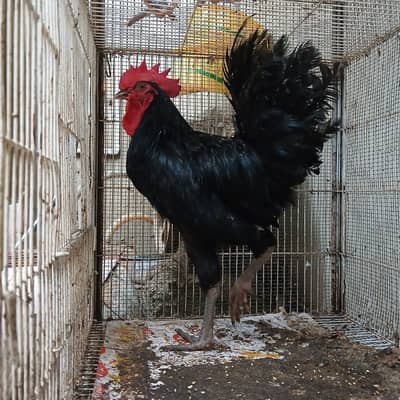 beautiful 5 Males inhand 03162422544