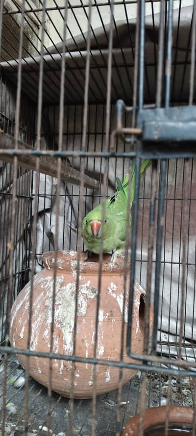 3 Parrot for sale urgent