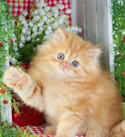 Persian kitten