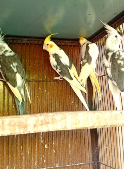 2 Eno and Lutino Pied Cocatiel pairs, ready for first breed