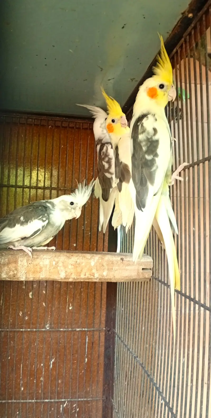 2 Eno and Lutino Pied Cocatiel pairs, ready for first breed — photo 2