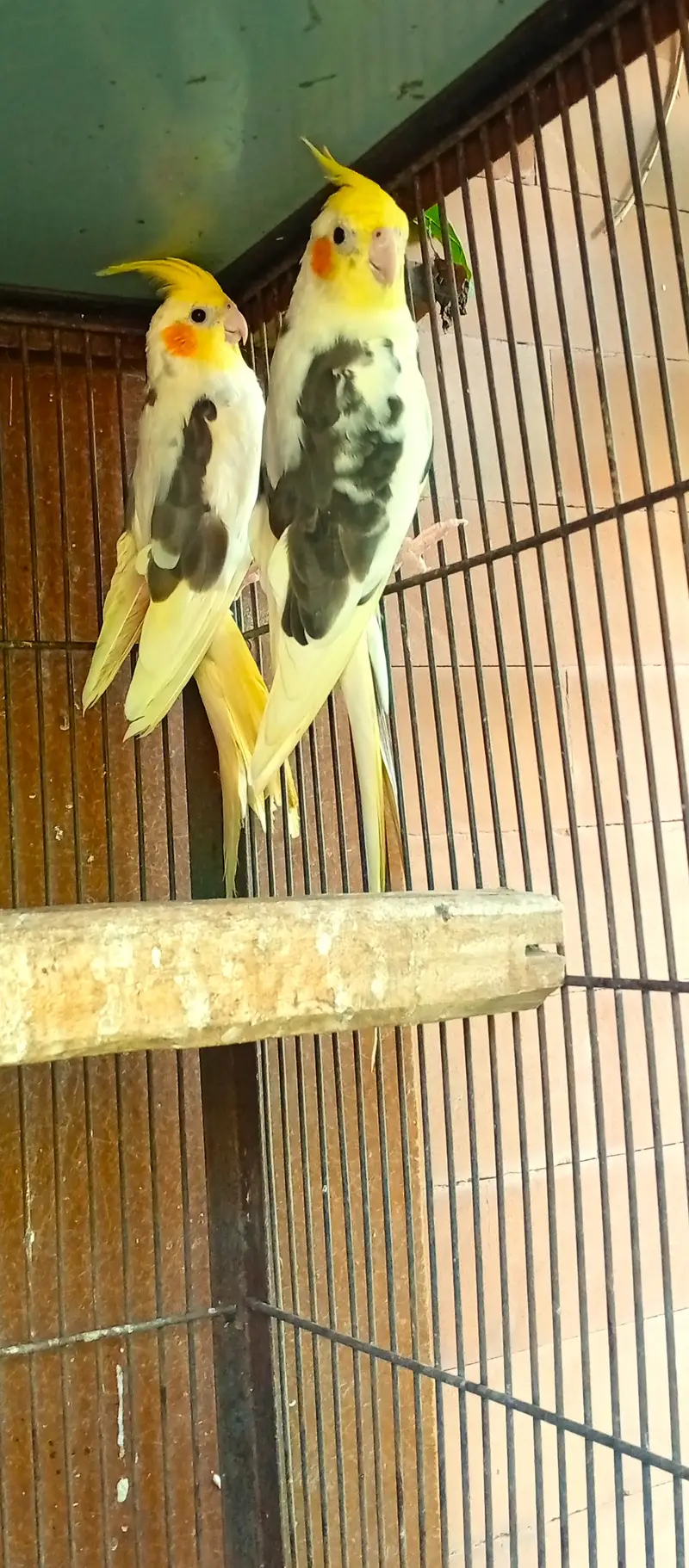 2 Eno and Lutino Pied Cocatiel pairs, ready for first breed — photo 3