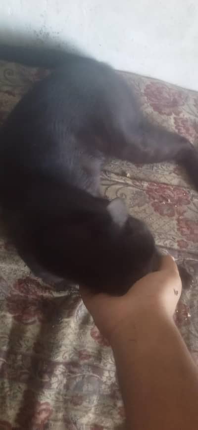 black cat male for sale