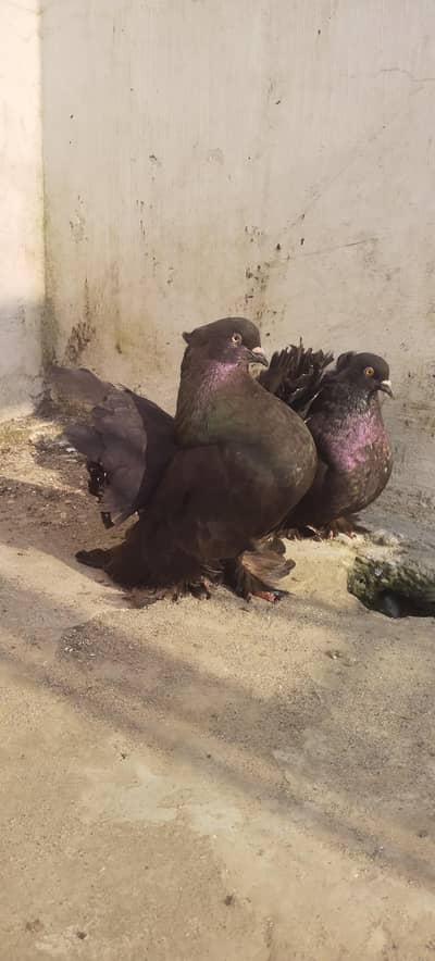 Black American Faintail Pigeon