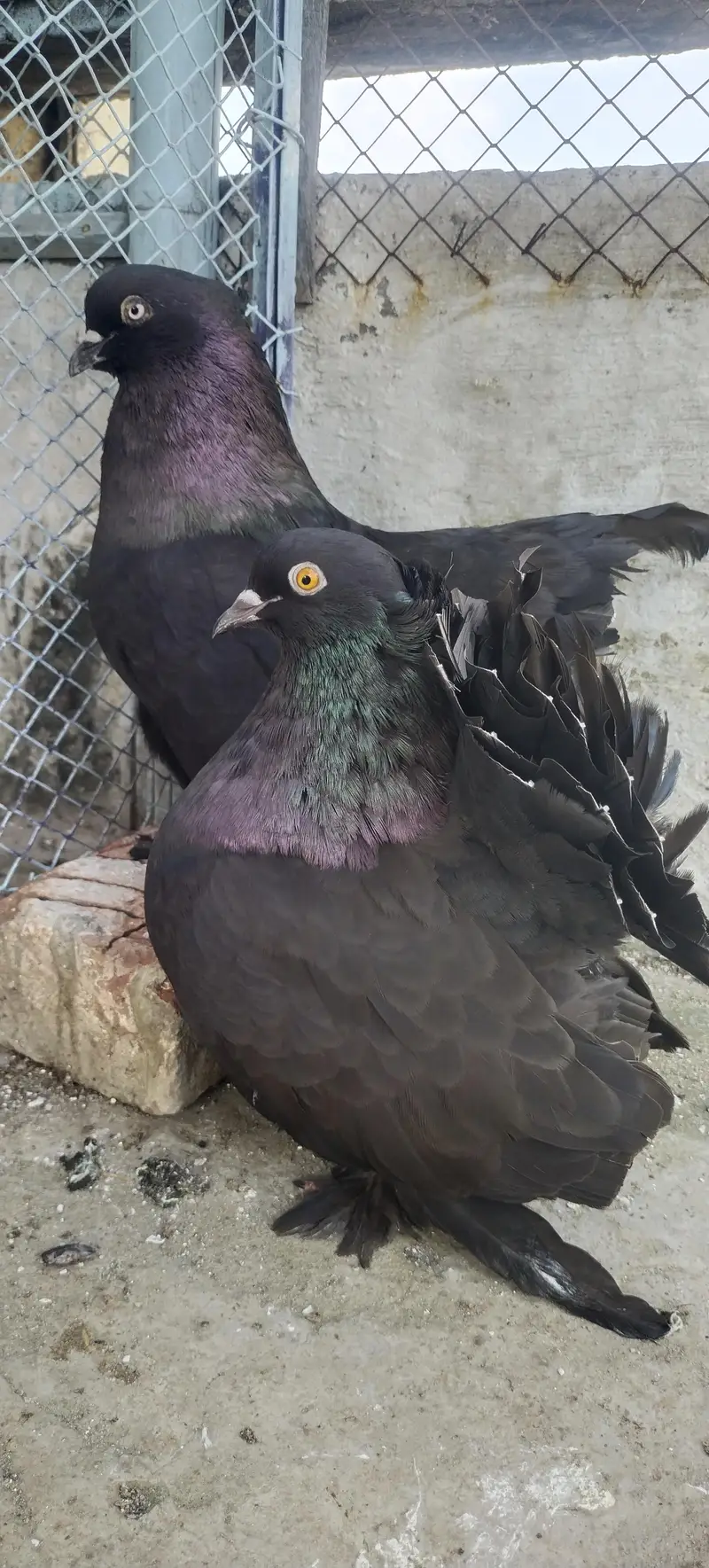 Black American Faintail Pigeon — photo 2