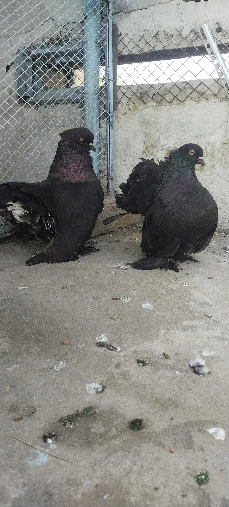 Black American Faintail Pigeon — photo 3