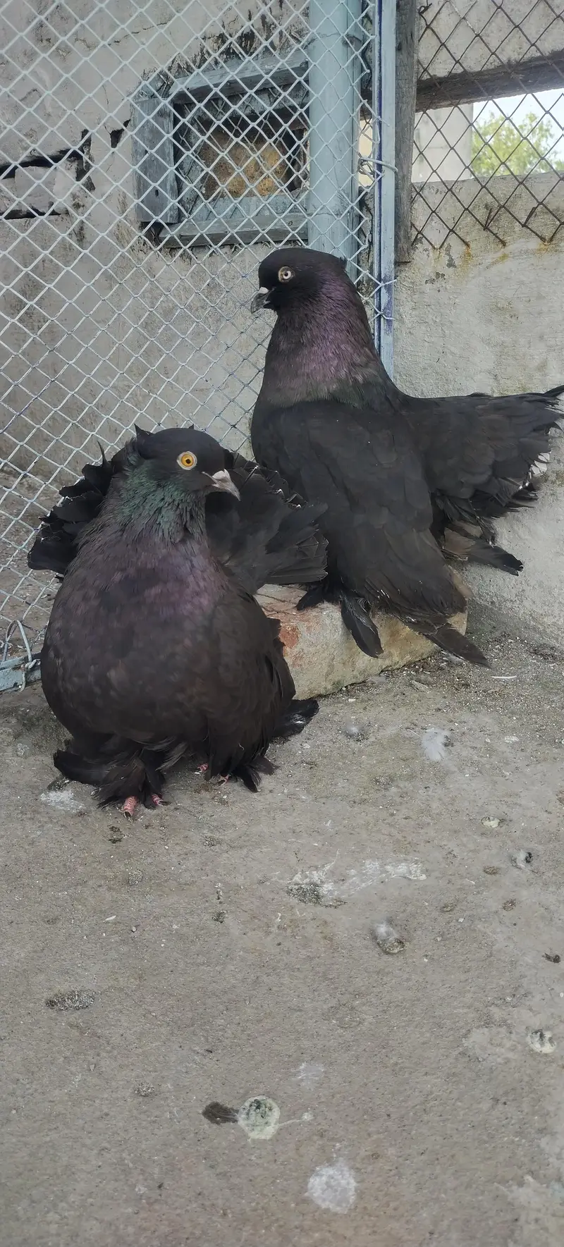 Black American Faintail Pigeon — photo 4