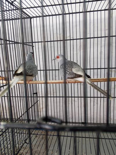 For sale