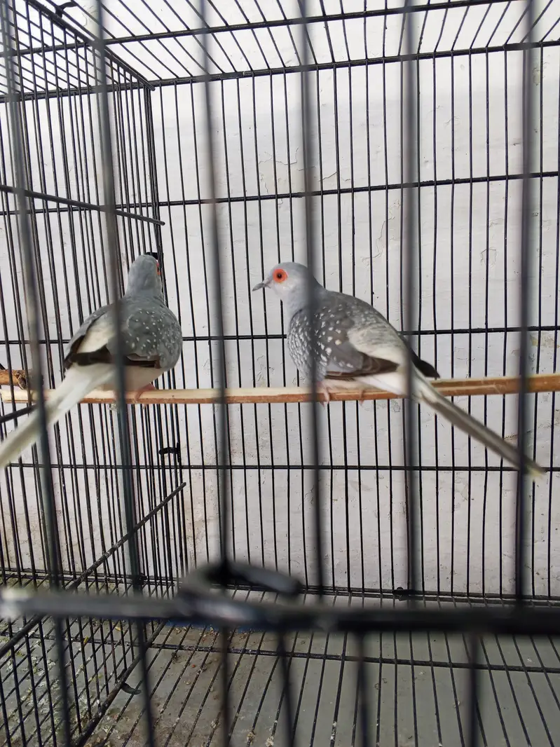 For sale