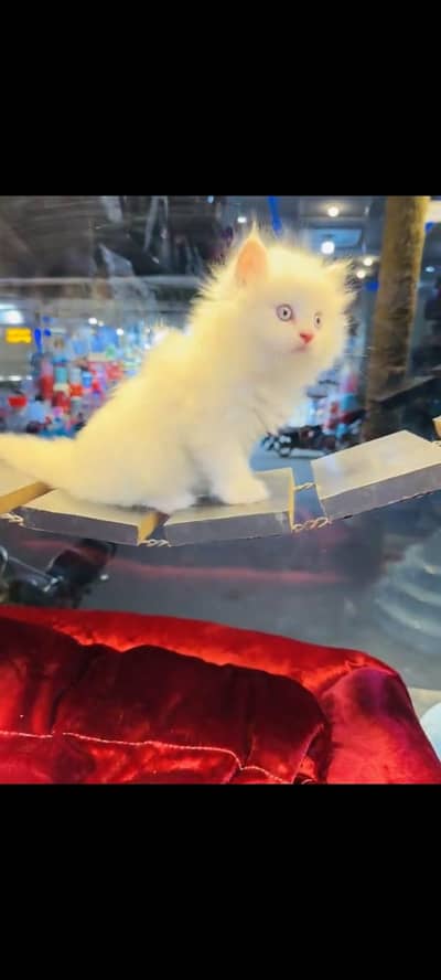 persian cat for sale My WhatsApp number 03093713755