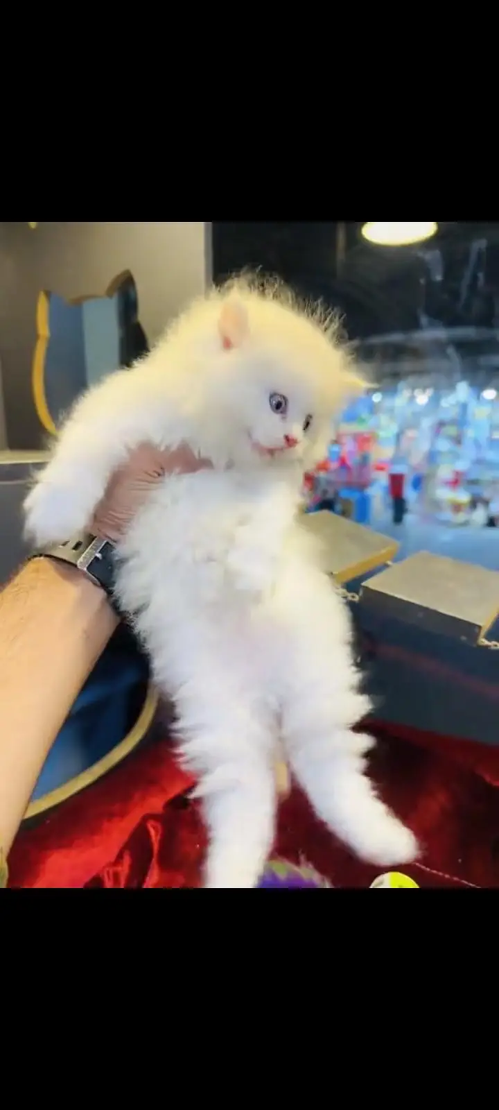 persian cat for sale My WhatsApp number 03093713755 — photo 2