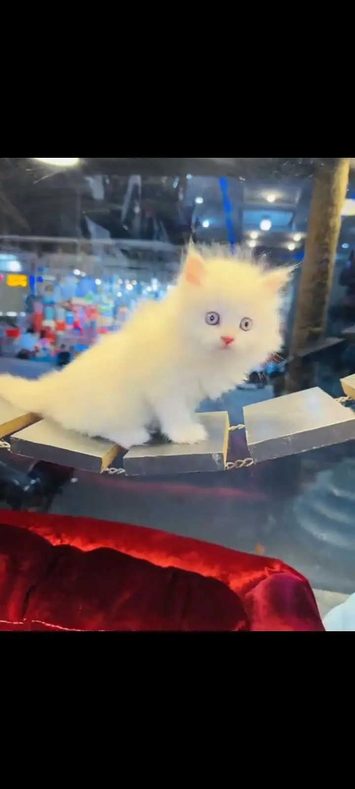 persian cat for sale My WhatsApp number 03093713755 — photo 3