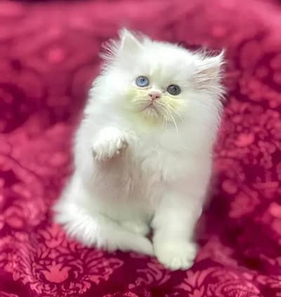 (Persian female kitten) (for sale all) (Pakistan delivery available)